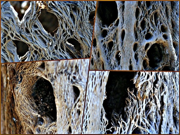 Photography by SwittersB-cactus-Mojave Desert-dead cactus