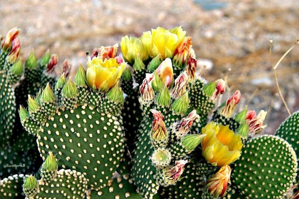 Photography-Cactus-Desert Knoll-SwittersB