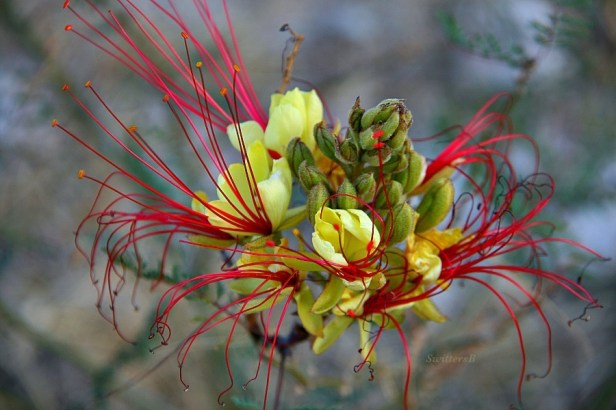 photography-flowers-desert-mexican bird of paradise--SwittersB