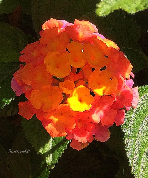 photography-flowers-gardens-beauty-SwittersB