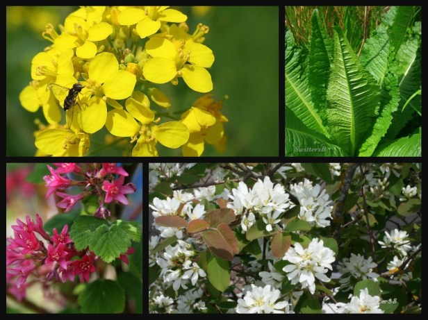 Photography-flowers-wildland-habitat-SwittersB