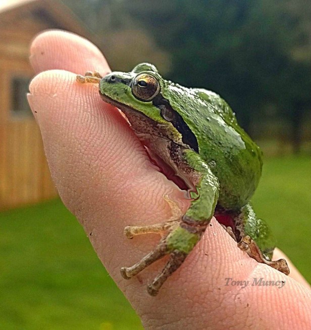 photography-frog-Tony Muncy-SwittersB