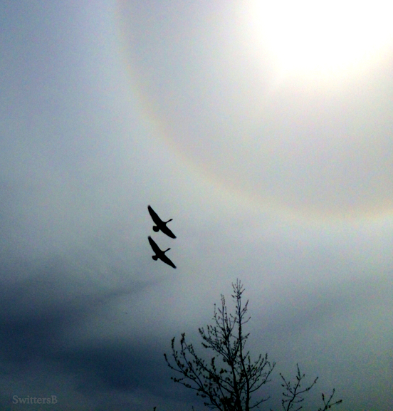 photography-geese formation-nature-SwittersB