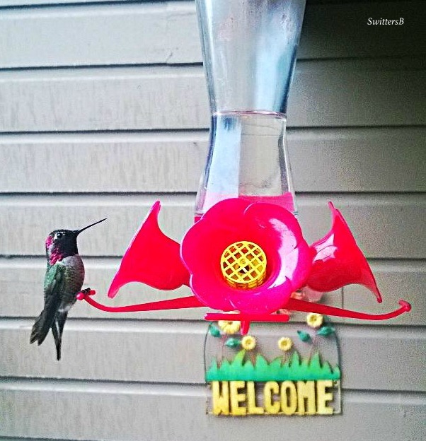Photography-Hummingbird-Feeder-Birds-SwittersB