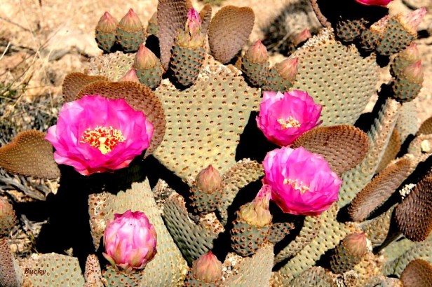 photography-Joshua Tree-Cactus Bloom-Flower-Bucky-SwittersB