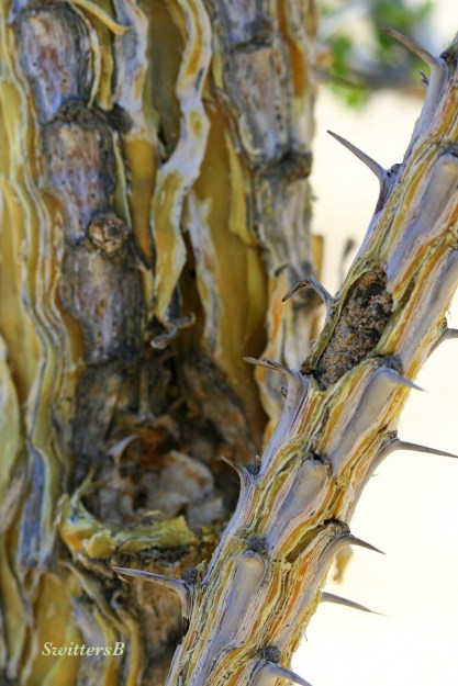 photography-joshua tree--cactus-ocotillo-SwittersB