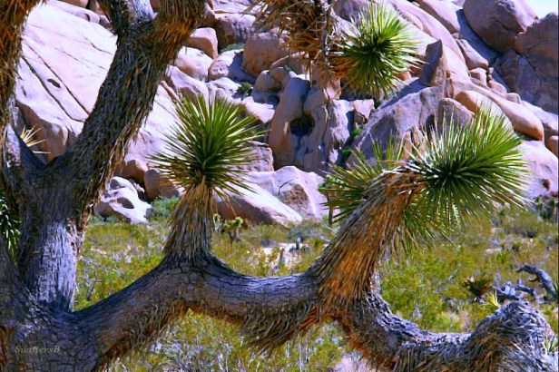 photography-Joshua Tree-Hole in Wall-Rocks-Mojave-SwittersB
