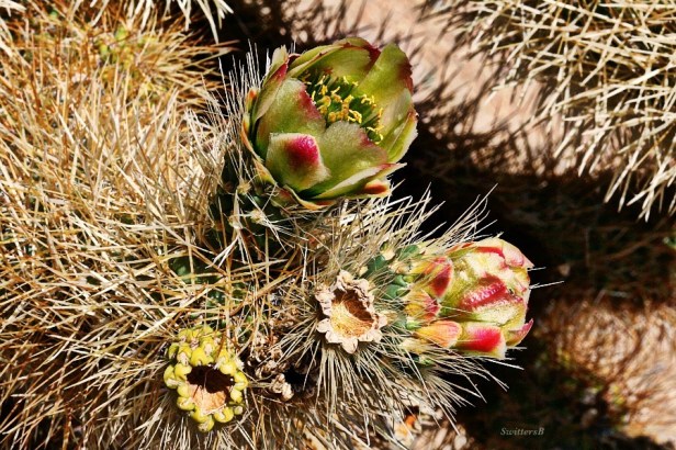 photography-Joshua Tree-Mojave Desert-Cholla Cactus-SwittersB