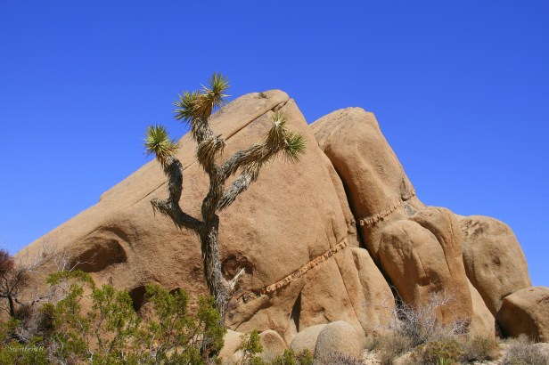 Photography-Joshua Tree-Mojave Desert--SwittersB