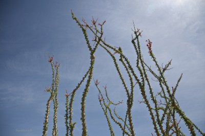 photography-joshua tree-ocotillo-