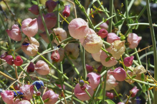 photography-Joshua Tree-wildflowers-Bucky-SwittersB