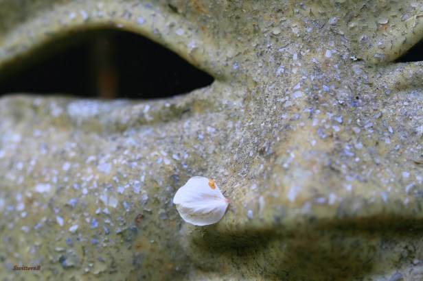 photography-macro-blossom-yard art-SwittersB