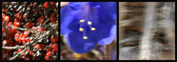 photography-macro-blur-wind-flowers-SwittersB