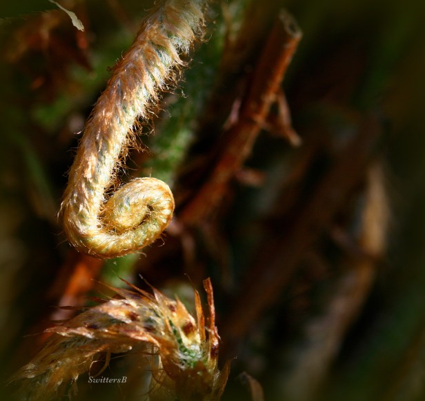 photography-macro-ferns-SwittersB