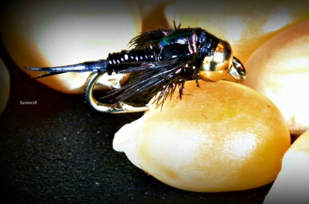 photography-macro-nymph-corn kernel-SwittersB