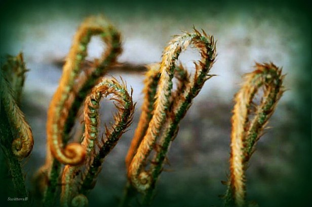 photography-macro-unfolding ferns-SwittersB