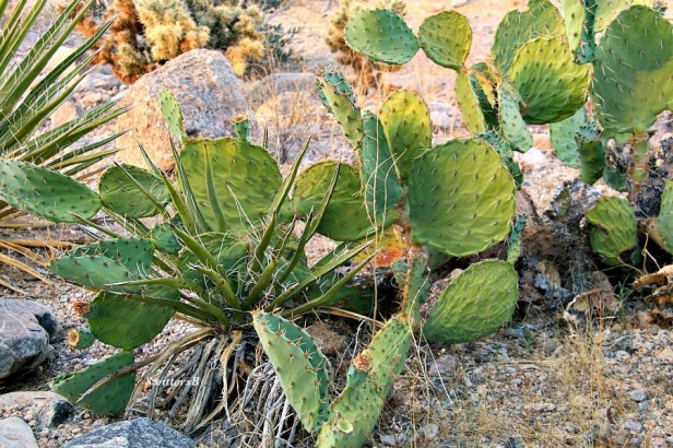 photography-mojave desert-cactus-beauty-SwittersB