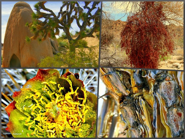 photography-mojave desert collage-SwittersB