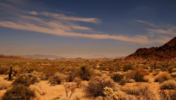 photography-Mojave Desert-Desert-SwittersB