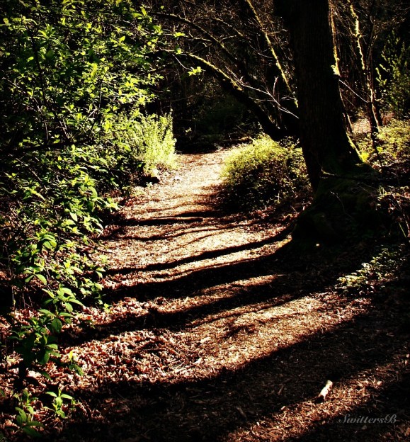 photography-nature-late afternoon-shadows-SwittersB