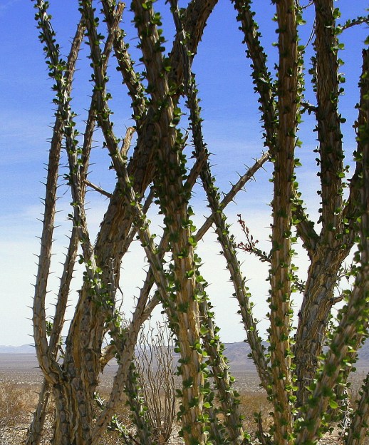 photography-ocotillo-cactus-joshua tree-desert-SwittersB