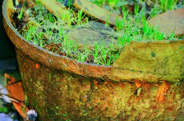 photography-old clay pot-gardens-SwittersB