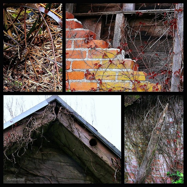 Photography-old farm-vines-brick-old boards-birds-SwittersB