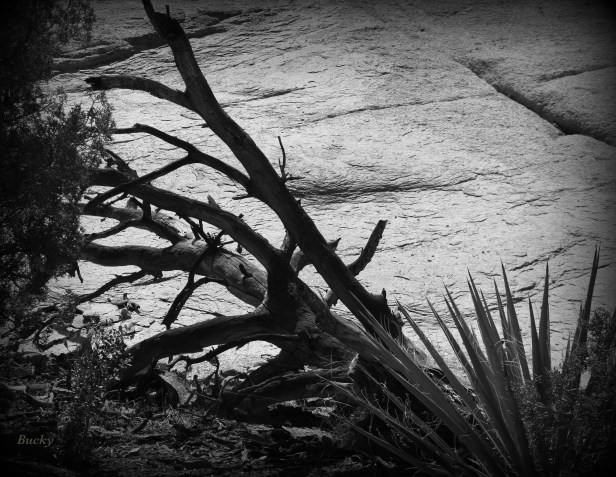 photography-old snag-black and white-desert-mojave-SwittersB