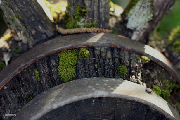 photography-old wheel-macro-moss-SwittersB