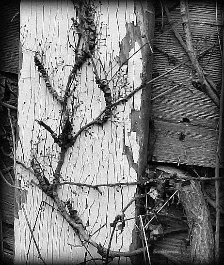 Photography-old wood-vines-SwittersB