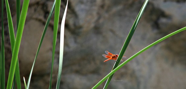 photography-orange dragon fly-Tahquitz Canyon-SwittersB