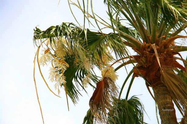 photography--palm tree flowers-Switters