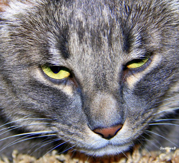 Photography-Pets-Cats-Tabby-SwittersB