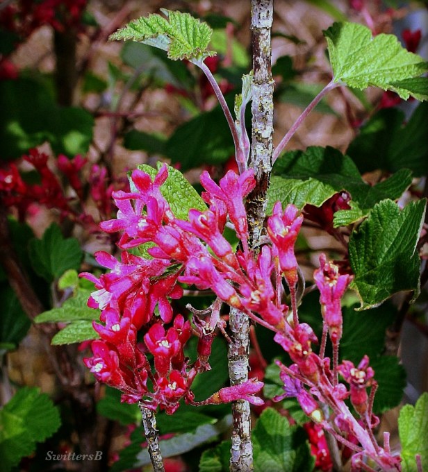 photography--pink flowers-gardening-SwittersB