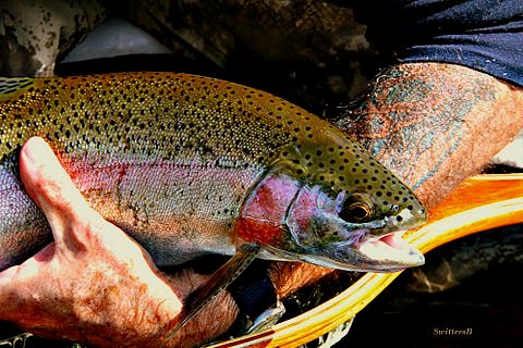 photography-rainbow trout-fly fishing-SwittersB