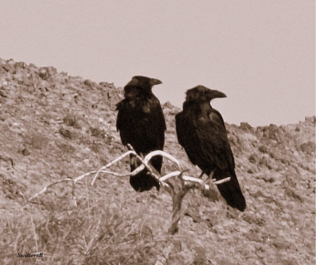 photography-Ravens-birds-Mojave Desert-SwittersB