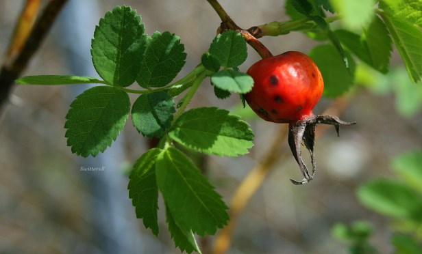 photography-red berry--SwittersB