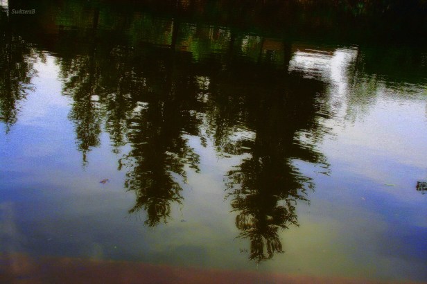 photography-reflection-upside down-trees-water-SwittersB
