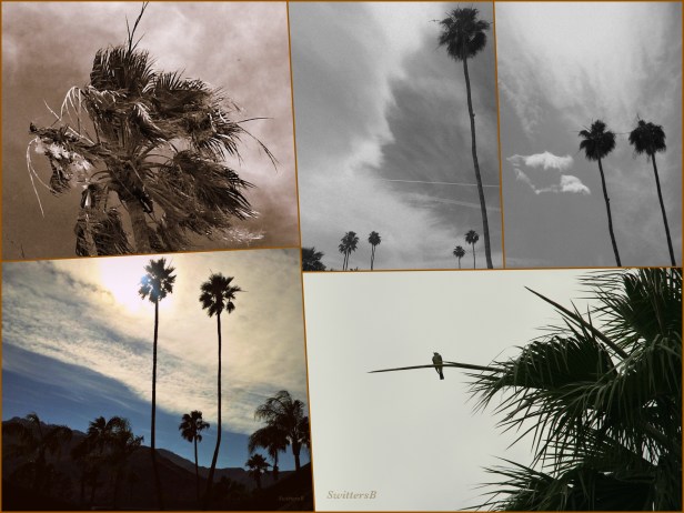 photography-swittersb-desert-palm trees