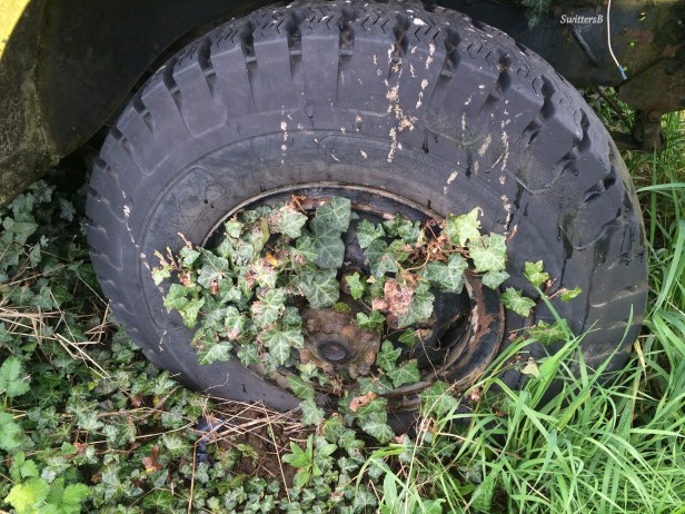 Photography-SwittersB-Old Tire-Ivy