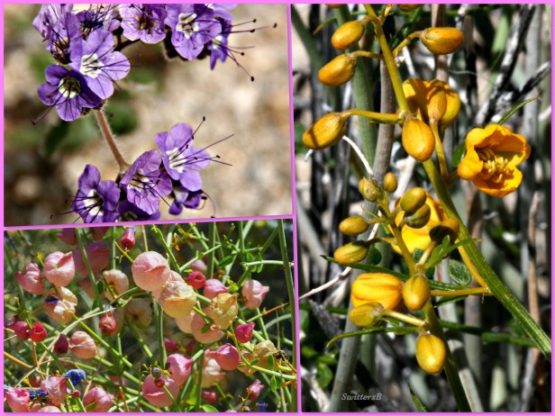 photography--swittersb-wildflowers-Mojave Desert