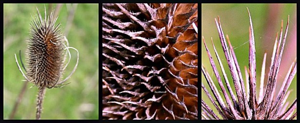 photography-thistle-macro-SwittersB
