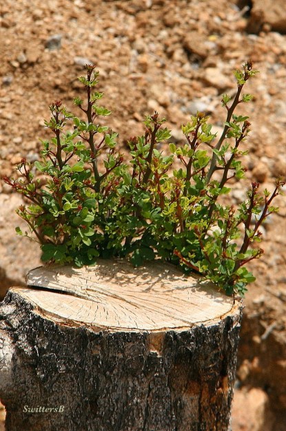 photography--tree-new growth-nature-SwittersB
