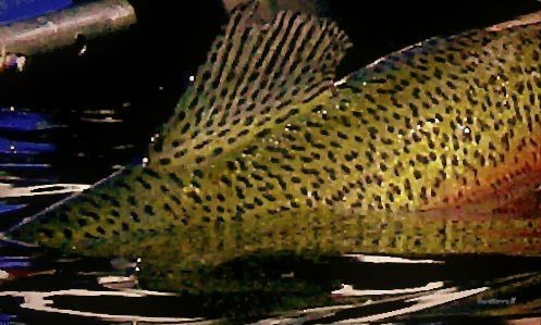 photography-trout-rainbow-fish-fly fishing-Oregon-SwittersB