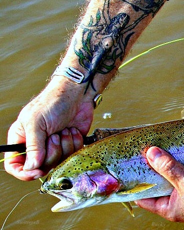photography-trout-release-chronomid-SwittersB