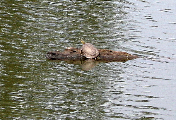 Photography-Turtle-Columbia Slough-SwittersB