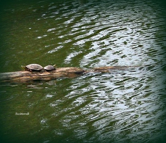 Photography-Turtles-Columbia Slough-Portland--SwittersB