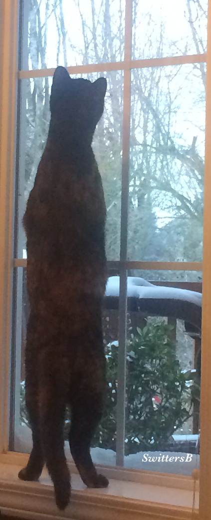 SwittersB Cat