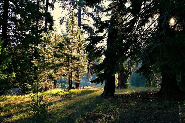 camping-morning light-photography-woods-SwittersB
