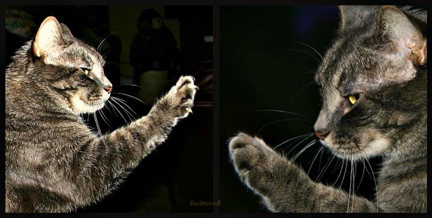 Penny-Tabby Cat-Cat Photography-reaching-Family Pets- SwittersB